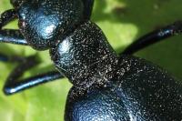 Meloe proscarabaeus