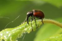 Tatianaerhynchites aequatus