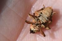 Curculio venosus