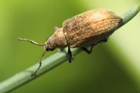 Phyllobius pyri