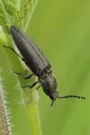 Cidnopus pilosus