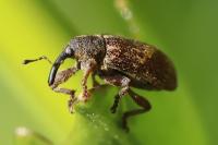Bradybatus kellneri