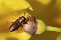 Anthaxia mendizabali