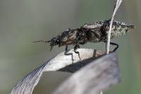Agrypnus murinus