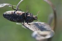 Agrypnus murinus