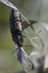 Agrypnus murinus