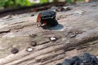 Oiceoptoma thoracicum