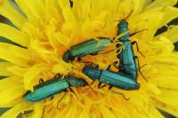 Psilothrix viridicoerulea