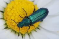 Psilothrix viridicoerulea