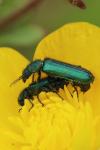Psilothrix viridicoerulea