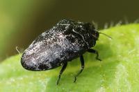 Trachys minutus