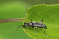 Grammoptera ruficornis