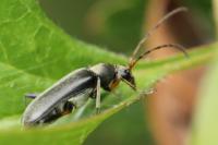 Grammoptera ruficornis