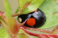 Harmonia axyridis