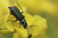 Malachius bipustulatus