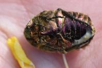 Cetonia aurata