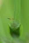Cassida viridis