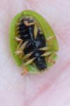 Cassida viridis
