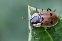 Dendroxena quadrimaculata