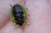 Cassida rubiginosa