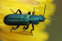 Psilothrix viridicoerulea