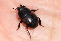 Hister quadrimaculatus