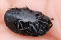 Hister quadrimaculatus