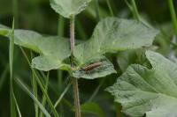 Agapanthia villosoviridescens
