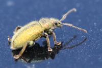 Phyllobius betulinus