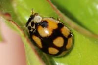 Adalia decempunctata