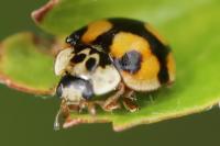 Adalia decempunctata