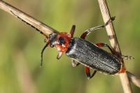 Cantharis rustica