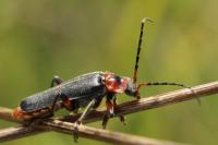 Cantharis rustica