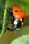 Coccinella septempunctata