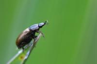 Melinopterus prodromus