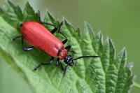 Pyrochroa coccinea