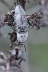 Agrypnus murinus