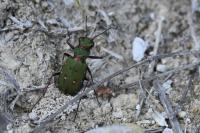 Cicindela campestris
