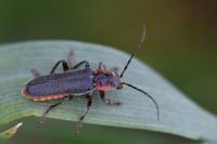 Cantharis rustica