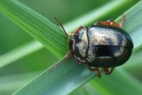 Chrysolina bankii