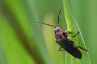 Cantharis rustica
