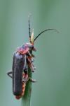Cantharis rustica