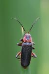 Cantharis rustica