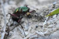Cicindela campestris