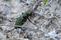 Cicindela campestris