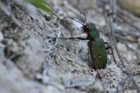Cicindela campestris