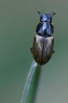 Melinopterus prodromus