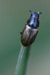 Melinopterus prodromus
