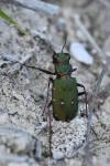 Cicindela campestris