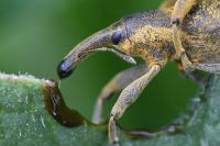 Lixus pulverulentus